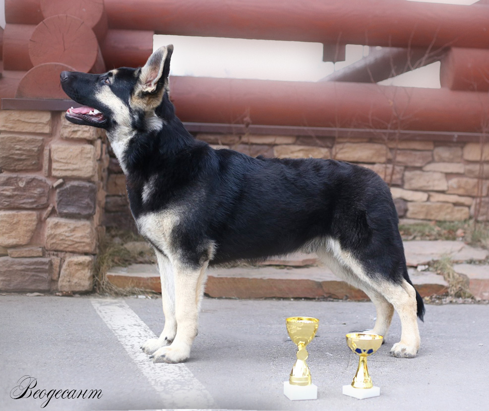 Выставка: от ЩЕНКА до ЧЕМПИОНА - Восточноевропейские овчарки