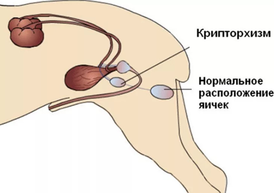 Как происходит кастрация кота схема