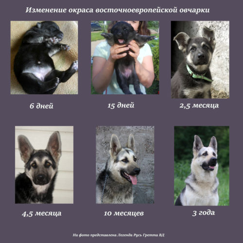 окрас окрас