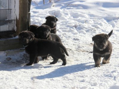 щенки в вольере (11)