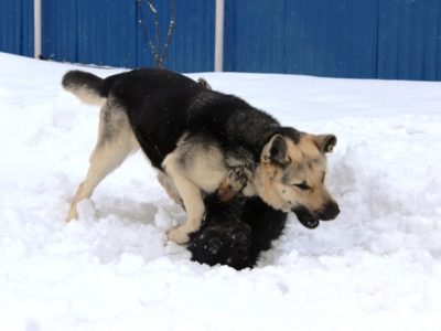 драки (2) драки (2)
