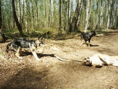 сука или кобель (1)