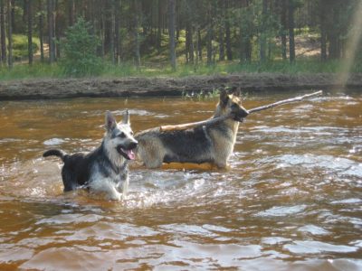 тепловой удар (4)