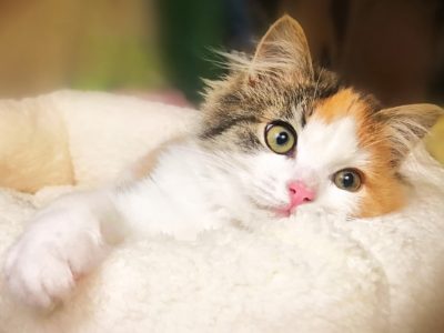 кошка (1) кошка (1)