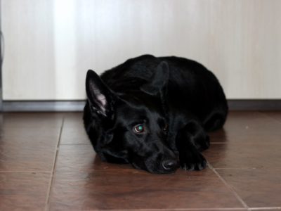 овчарка