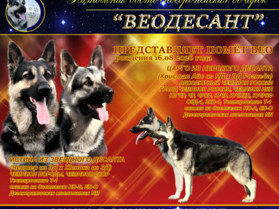 царго истина
